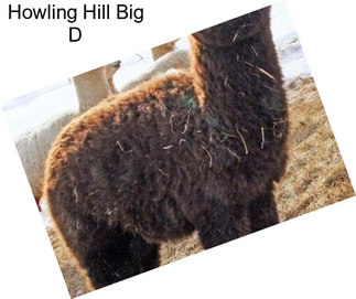 Howling Hill Big D