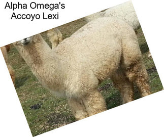 Alpha Omega\'s Accoyo Lexi