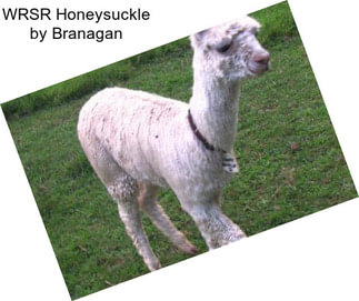 WRSR Honeysuckle by Branagan