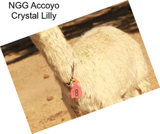 NGG Accoyo Crystal Lilly