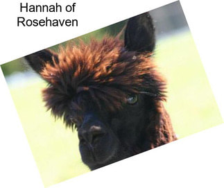 Hannah of Rosehaven