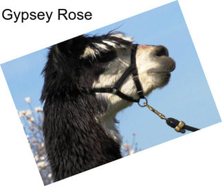 Gypsey Rose