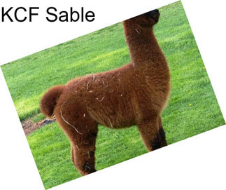 KCF Sable