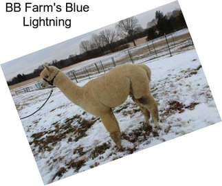 BB Farm\'s Blue Lightning