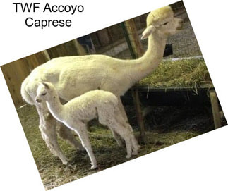 TWF Accoyo Caprese