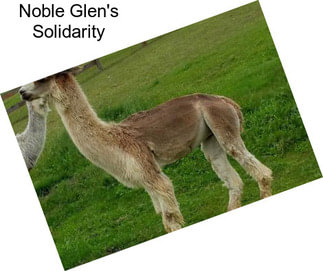 Noble Glen\'s Solidarity