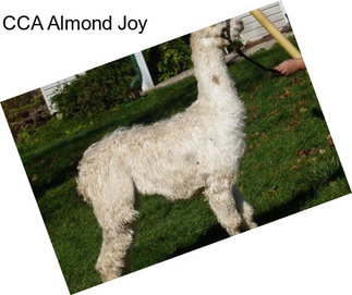 CCA Almond Joy