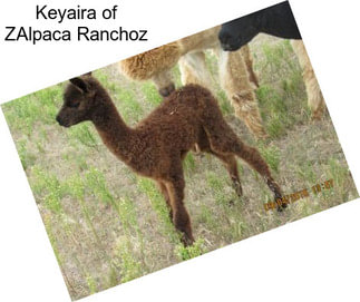 Keyaira of ZAlpaca Ranchoz