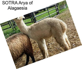 SOTRA Arya of Alagaesia