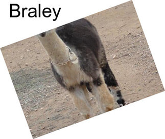 Braley