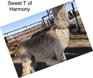 Sweet T of Harmony