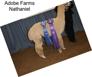 Adobe Farms Nathaniel
