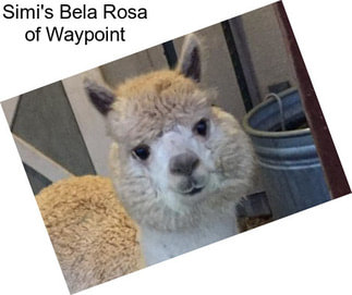 Simi\'s Bela Rosa of Waypoint