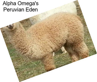 Alpha Omega\'s Peruvian Eden