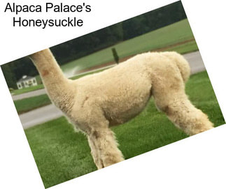 Alpaca Palace\'s Honeysuckle