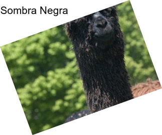 Sombra Negra