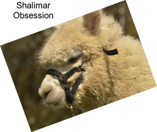 Shalimar Obsession