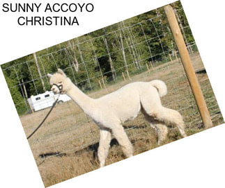 SUNNY ACCOYO CHRISTINA