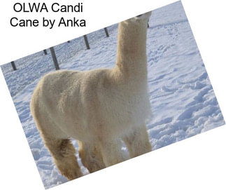 OLWA Candi Cane by Anka