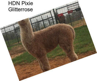 HDN Pixie Glitterrose