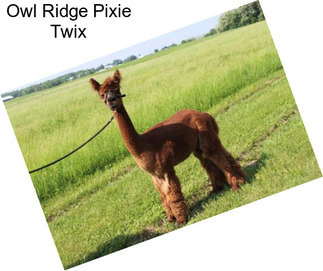 Owl Ridge Pixie Twix