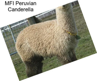 MFI Peruvian Canderella