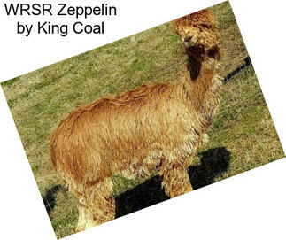 WRSR Zeppelin by King Coal