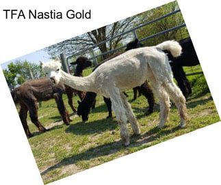 TFA Nastia Gold