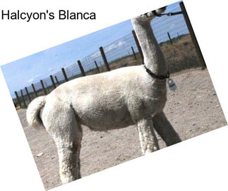 Halcyon\'s Blanca