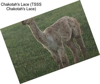 Chakotah\'s Lace (TSSS Chakotah\'s Lace)