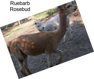 Ruebarb Rosebud