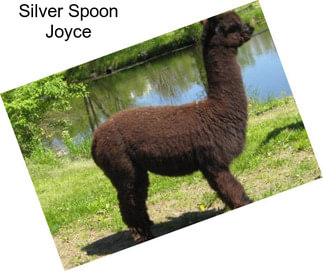 Silver Spoon Joyce