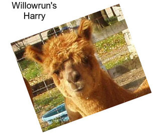 Willowrun\'s Harry
