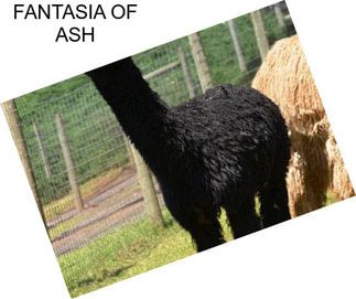 FANTASIA OF ASH