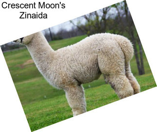 Crescent Moon\'s Zinaida