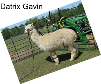 Datrix Gavin