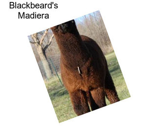 Blackbeard\'s Madiera