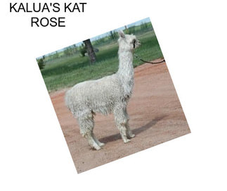 KALUA\'S KAT ROSE