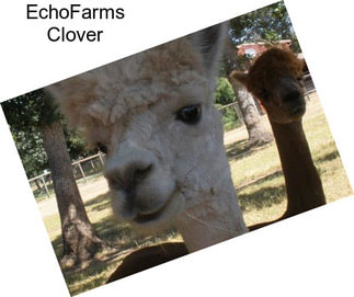 EchoFarms Clover