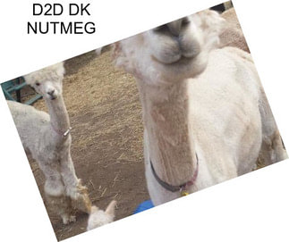 D2D DK NUTMEG