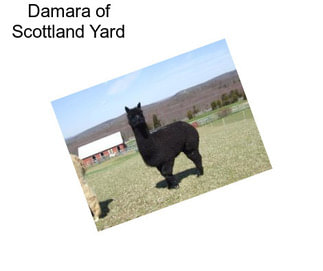 Damara of Scottland Yard