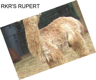 RKR\'S RUPERT