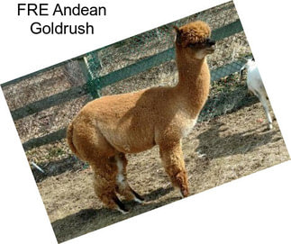 FRE Andean Goldrush