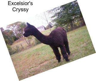 Excelsior\'s Cryssy