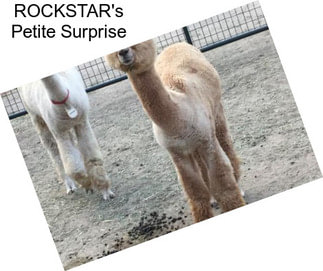 ROCKSTAR\'s Petite Surprise