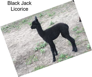 Black Jack Licorice