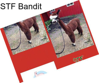 STF Bandit