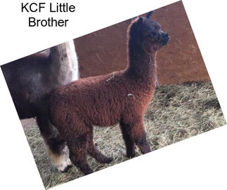 KCF Little Brother