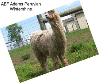 ABF Adams Peruvian Wintershine