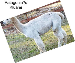 Patagonia?s Kluane